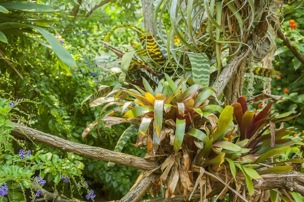 Różne rośliny dżungli — Zdjęcie stockowe