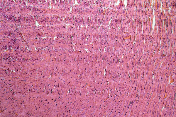 Detalhe microscópico mostrando um detalhe de coração de ratos — Fotografia de Stock