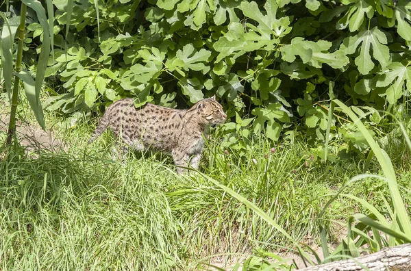 Balıkçı kedi güneşli ambiyans içinde — Stok fotoğraf