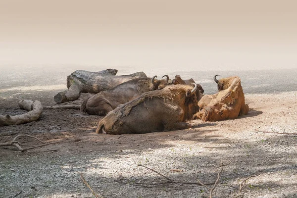 Grupo de bisonte en reposo — Foto de Stock