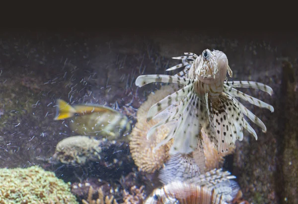 Poisson-lion dans une ambiance sous-marine — Photo