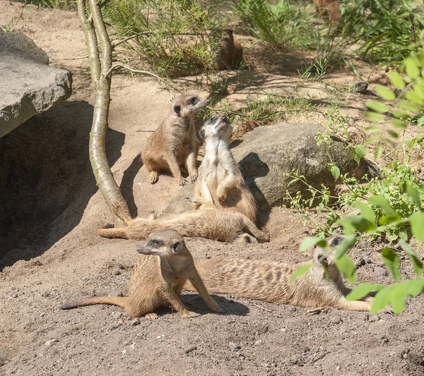 Meerkats in sunny ambiance — Stock Photo, Image