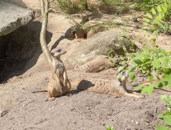 Stokstaartjes in zonnige sfeer — Stockfoto