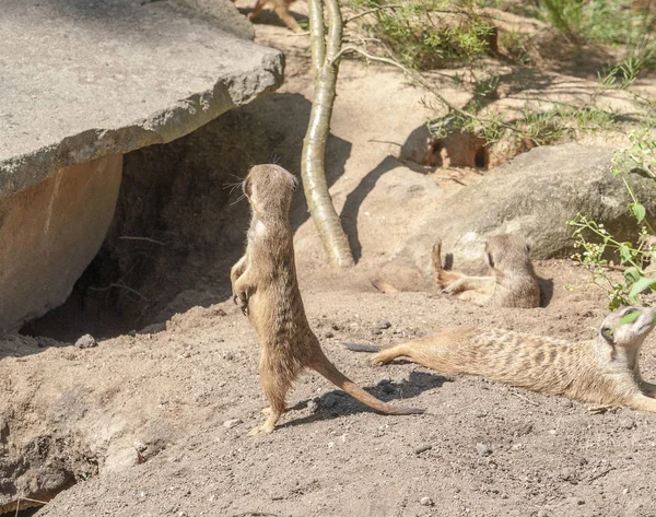Meerkats en un ambiente soleado — Foto de Stock