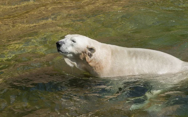 Lední medvěd v mokrém prostředí — Stock fotografie