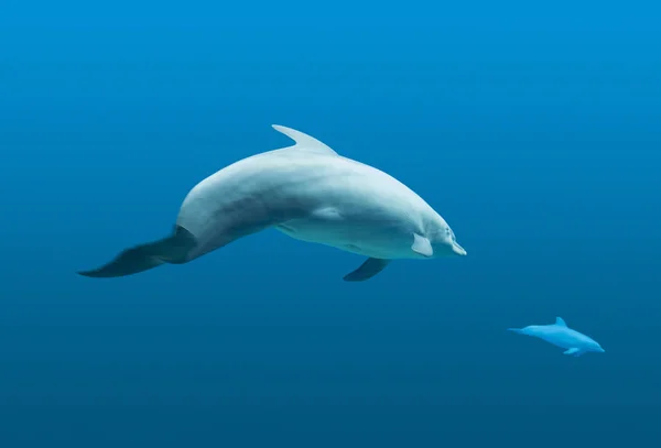 Common bottlenose dolphin — Stock Photo, Image