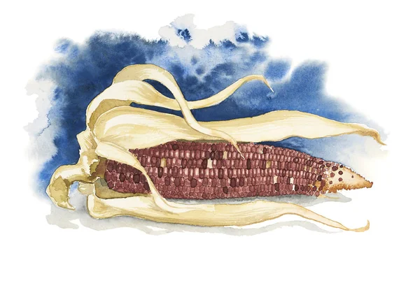 Акварель кукурузы — стоковое фото