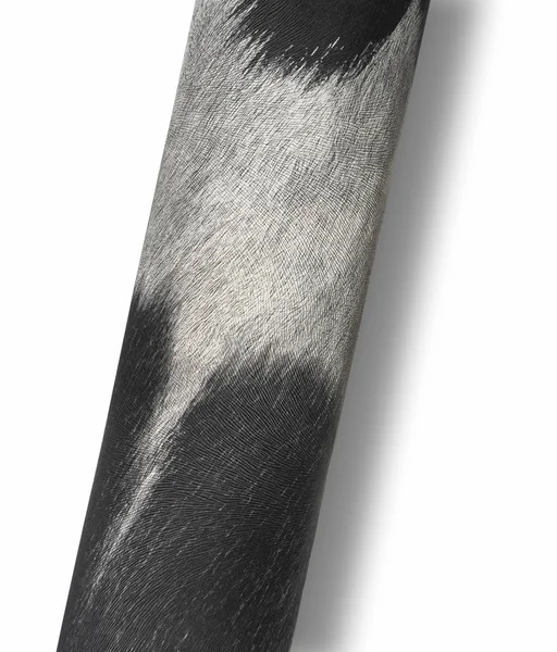 Surface de fourrure texturée laminée — Photo