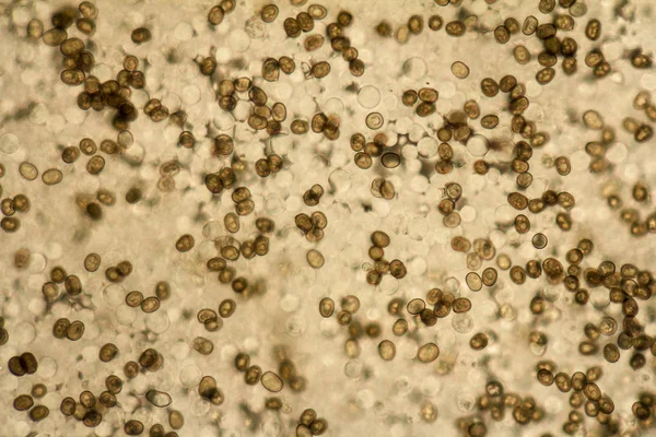 Micrography houbová lamely — Stock fotografie