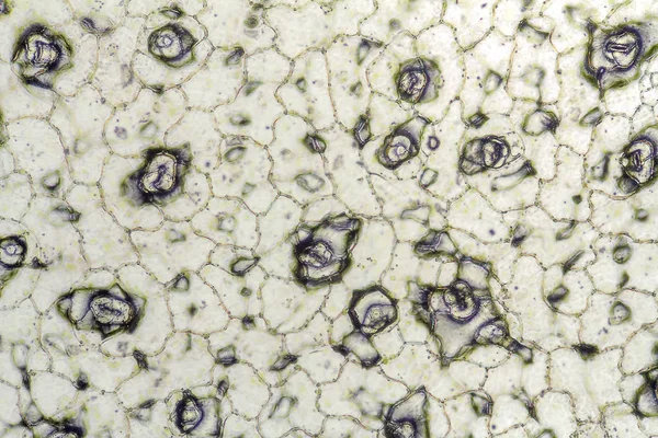 Bryophyllum cellstruktur — Stockfoto