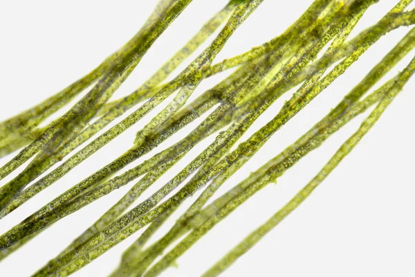 Microscopic zygnema algae detail — Stock Photo, Image