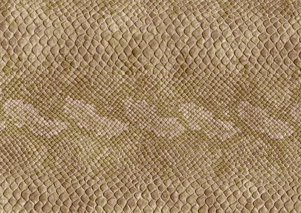 Reptile skin surface — Stock Photo, Image