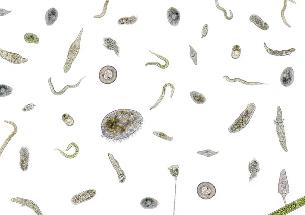 Lots of various microorganisms — Stock Photo, Image