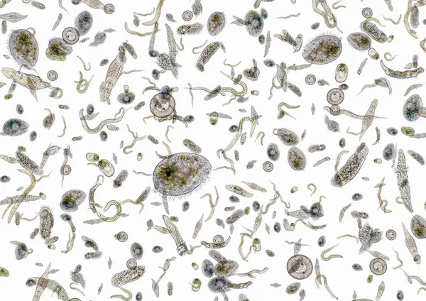 Een heleboel verschillende micro-organismen — Stockfoto