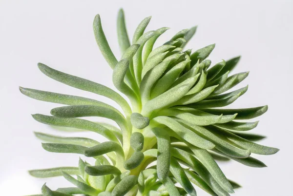 Macro shot of a succulent plant detail — Stock Photo, Image