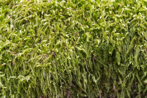 Green moss detail — Stock Photo, Image