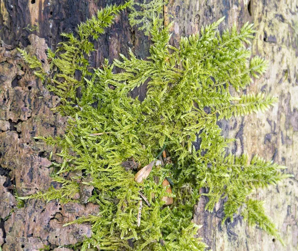 Grön mossa detalj — Stockfoto