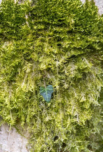 Green moss and ivy leaf — Stock Photo, Image
