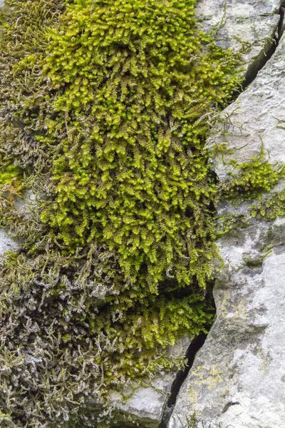 Green moss detail — Stock Photo, Image