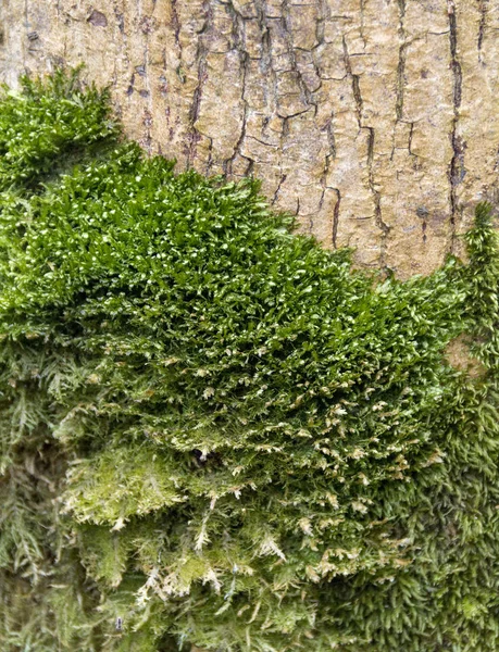 Detalhe do musgo verde — Fotografia de Stock