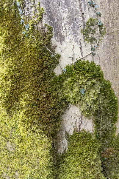 Detalhe do musgo verde — Fotografia de Stock
