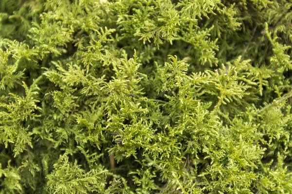 Green moss detail — Stock Photo, Image