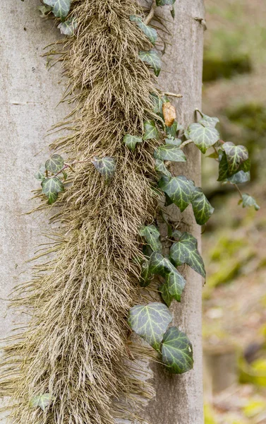 Ivy yaprak ve kök — Stok fotoğraf