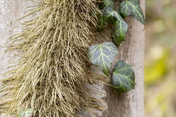 Ivy yaprak ve kök — Stok fotoğraf