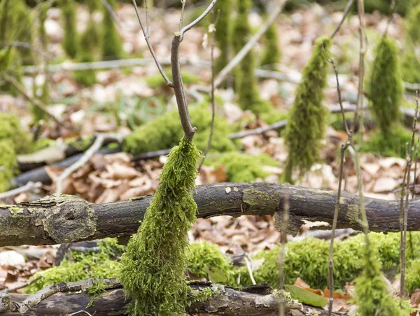 Bos grond met mossy stipes — Stockfoto