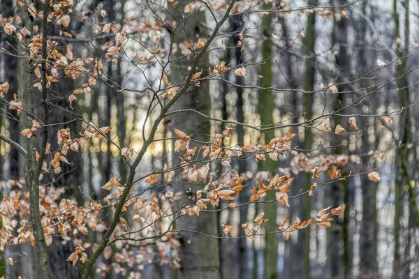 Kvällen skog detalj — Stockfoto