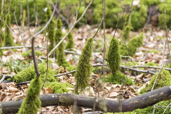 Skog marken med mossiga stipes — Stockfoto