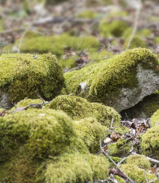 Mossy overgrown pebbles — Stock Photo, Image