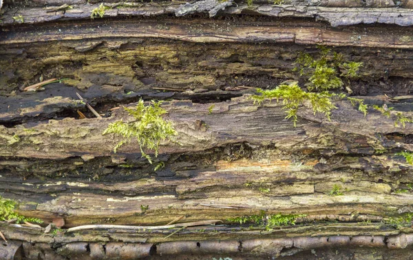 Dettaglio legno marcescente — Foto Stock