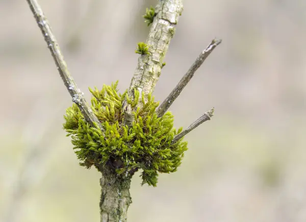 Moosbedeckter Schritt — Stockfoto