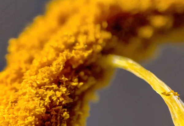 Stamen with pollen — Stock Photo, Image