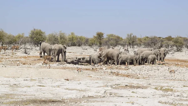 Группа африканских слонов-кустарников — стоковое фото