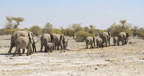 Afrikanische Buschelefanten — Stockfoto