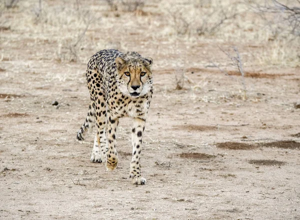 Cheetah em Namíbia — Fotografia de Stock