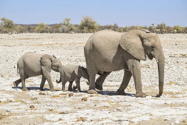 Famille des éléphants de brousse d'Afrique — Photo