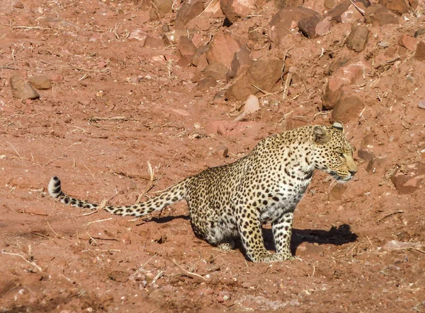 Luipaard in Namibië — Stockfoto