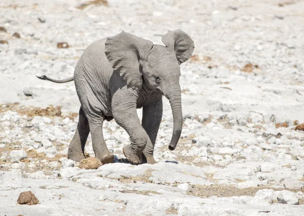 Petit éléphant de brousse d'Afrique — Photo