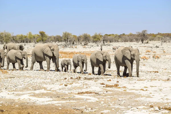 アフリカのブッシュの象 — ストック写真