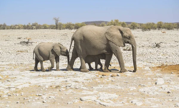 Afrikanische Buschelefantenfamilie — Stockfoto