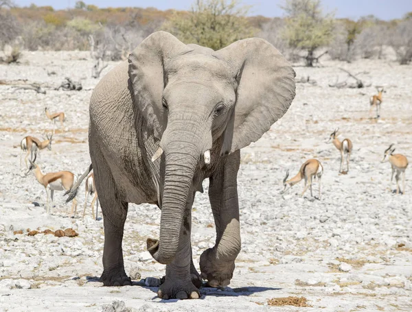 African bush elephant — Stock Photo, Image