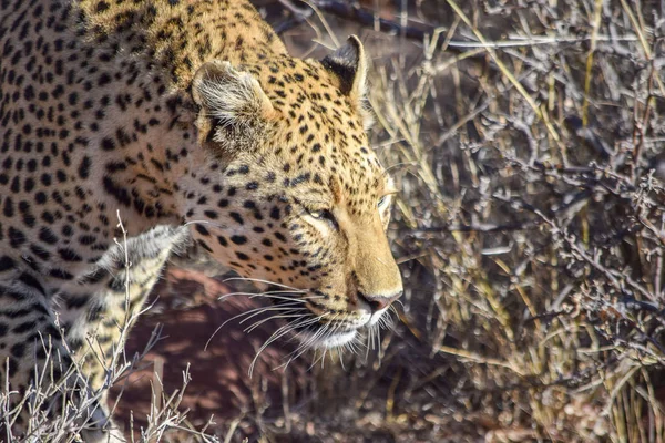 Леопард в Намибии — стоковое фото