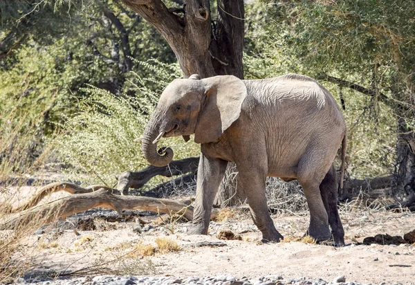 Éléphant de Bush africain — Photo