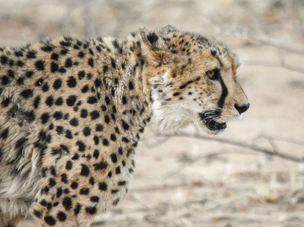 Гепард в Намібії — стокове фото