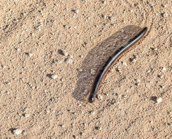 Giant african millipede in Namibia — Stock Photo, Image