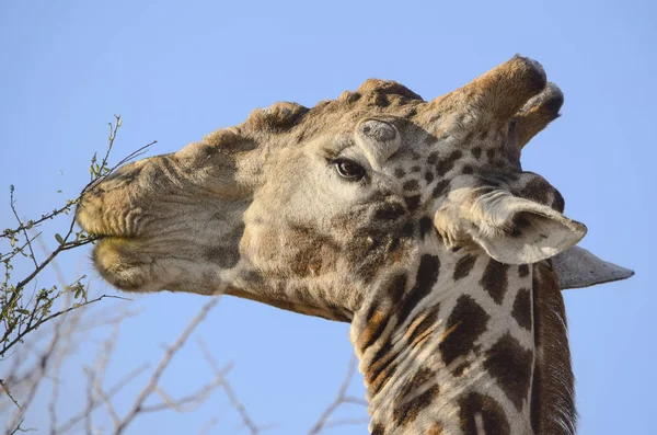 Portrait de girafe vu en Namibie, Afrique — Photo