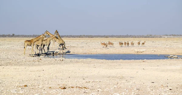 Giraffe in Namibia — Foto Stock